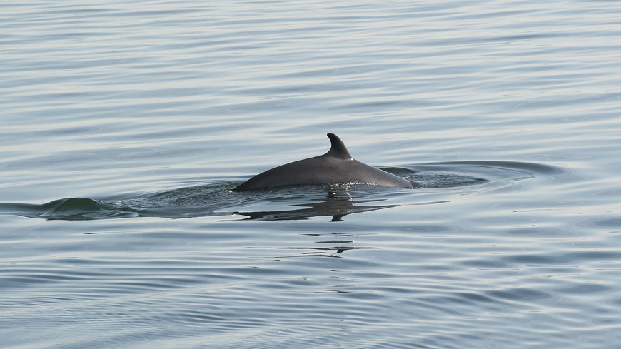 ©Jérôme Gorin/AltoPress/Maxppp ; Dolphin swimming in water (MaxPPP TagID: maxstockworld337275.jpg) [Photo via MaxPPP]