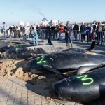 Baleines échouées Calais
