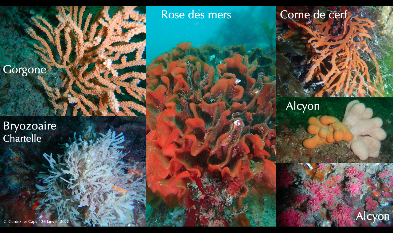 Gardez les Caps Gorgonnes et coraux de la BdSB